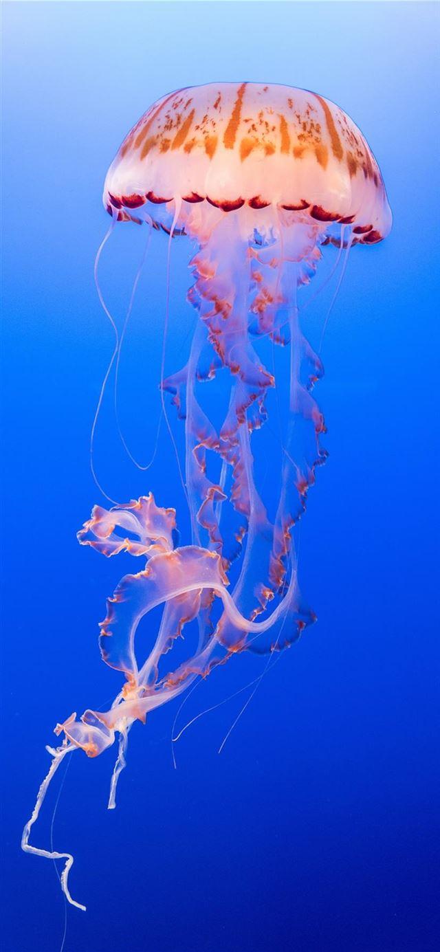 640x1385 Best Aquarium iPhone 11 HD Wallpaper