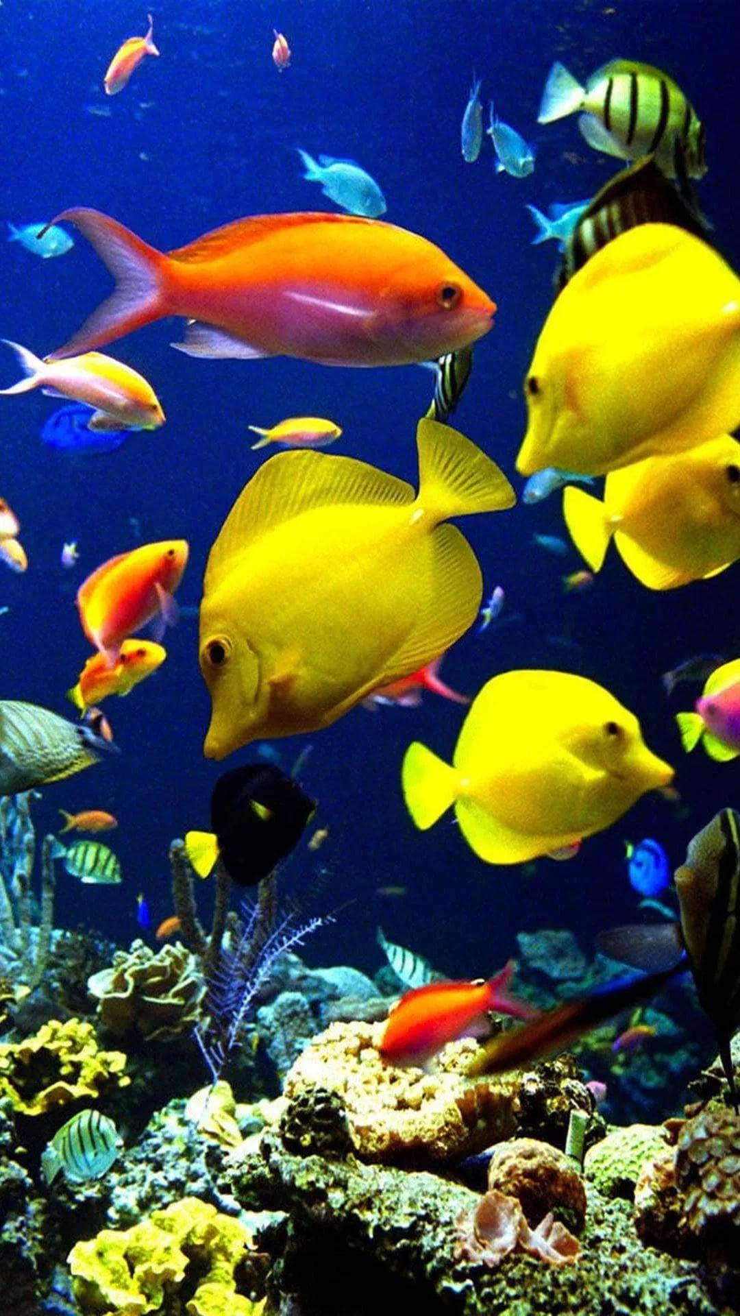 fish live wallpaper aquarium iphone