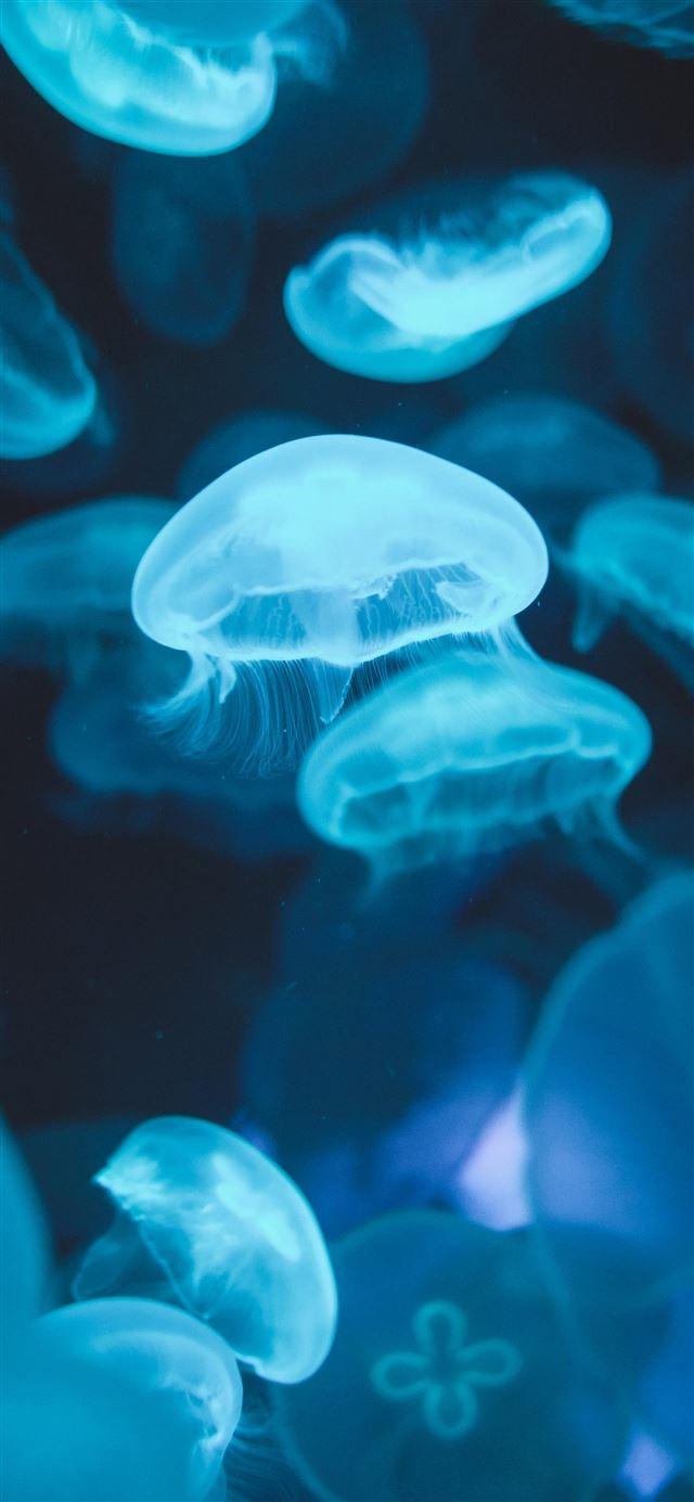 640x1385 Best Aquarium iPhone 11 HD Wallpaper