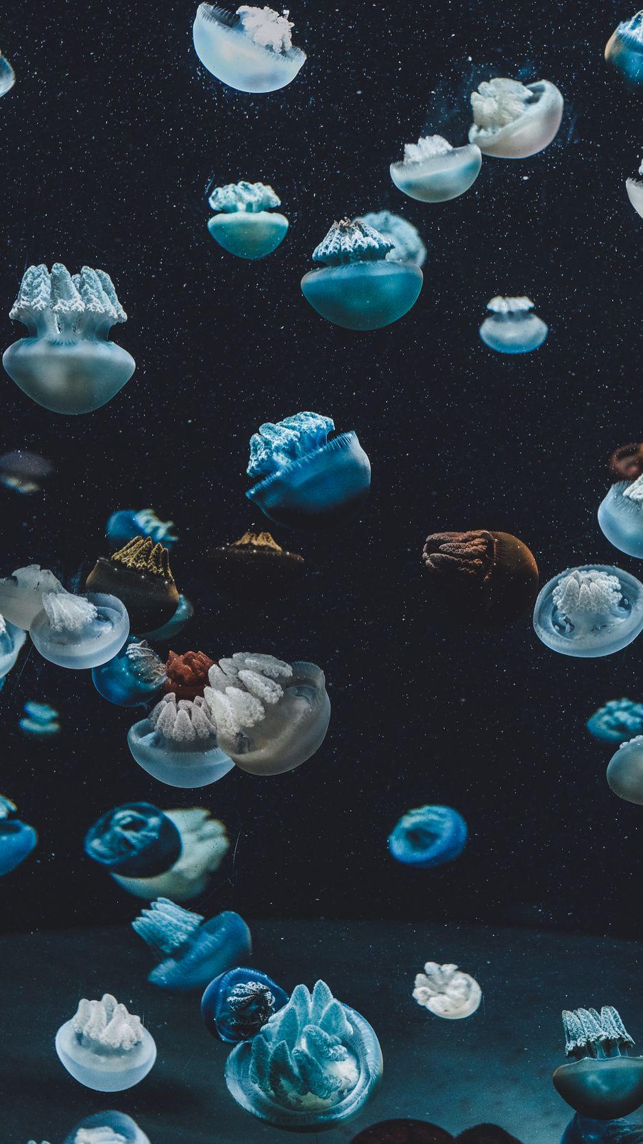 938x1668 Download Wallpaper 938x1668 Jellyfish, Underwater World, Aquarium Iphone 8 7 6s 6 For Parallax HD Background