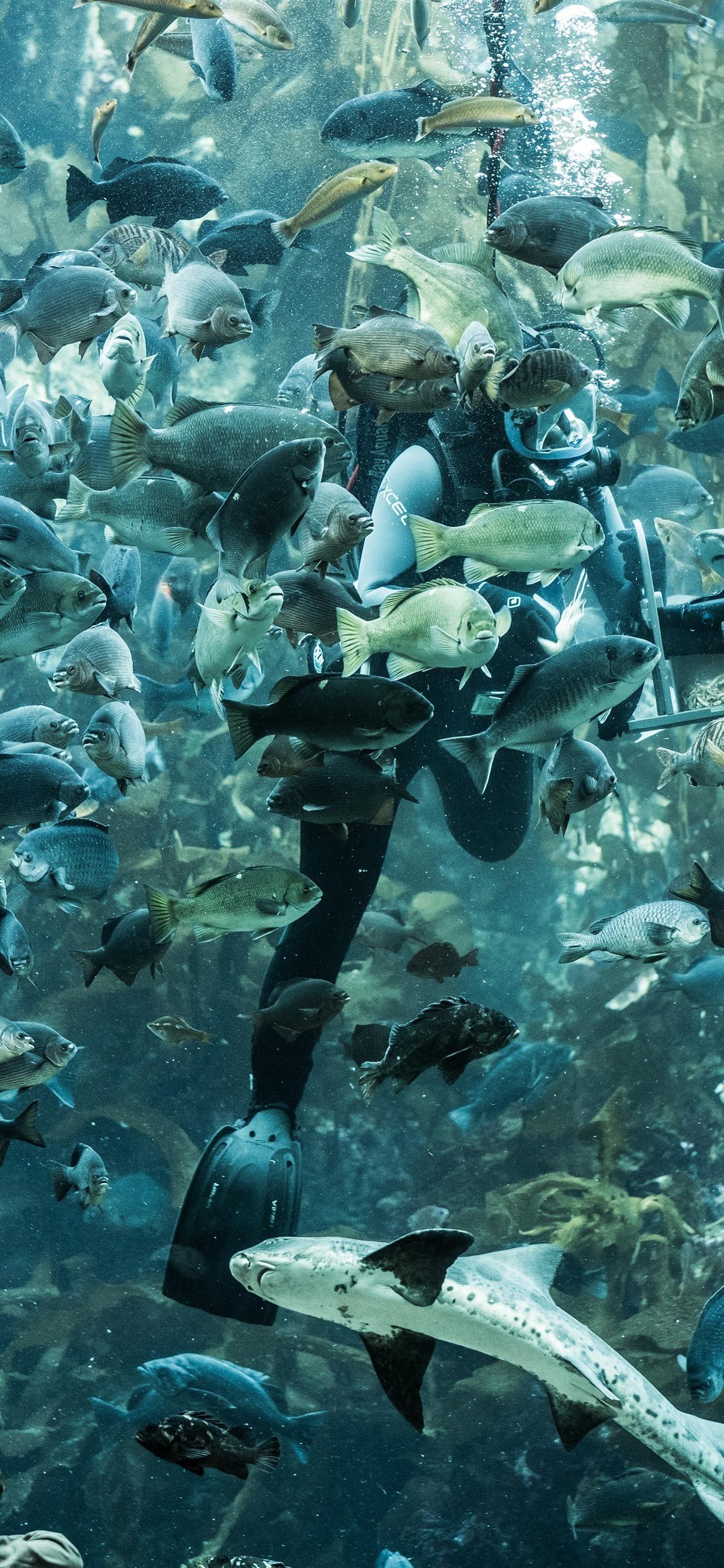 1242x2688 Monterrey Bay Aquarium Monterrey CA United Stat. iPhone X Wallpaper Free Download