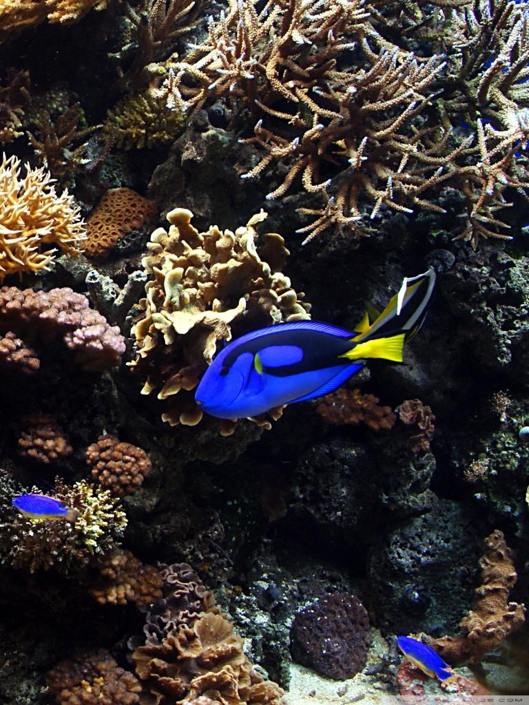 768x1024 Aquarium HD Wallpaper For Mobile