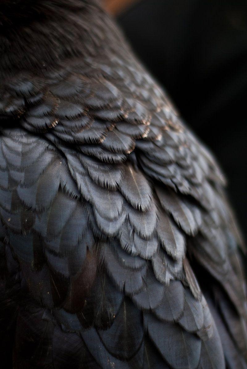 800x1195 raven feathers Image. Raven feather, Ravenclaw aesthetic, Raven
