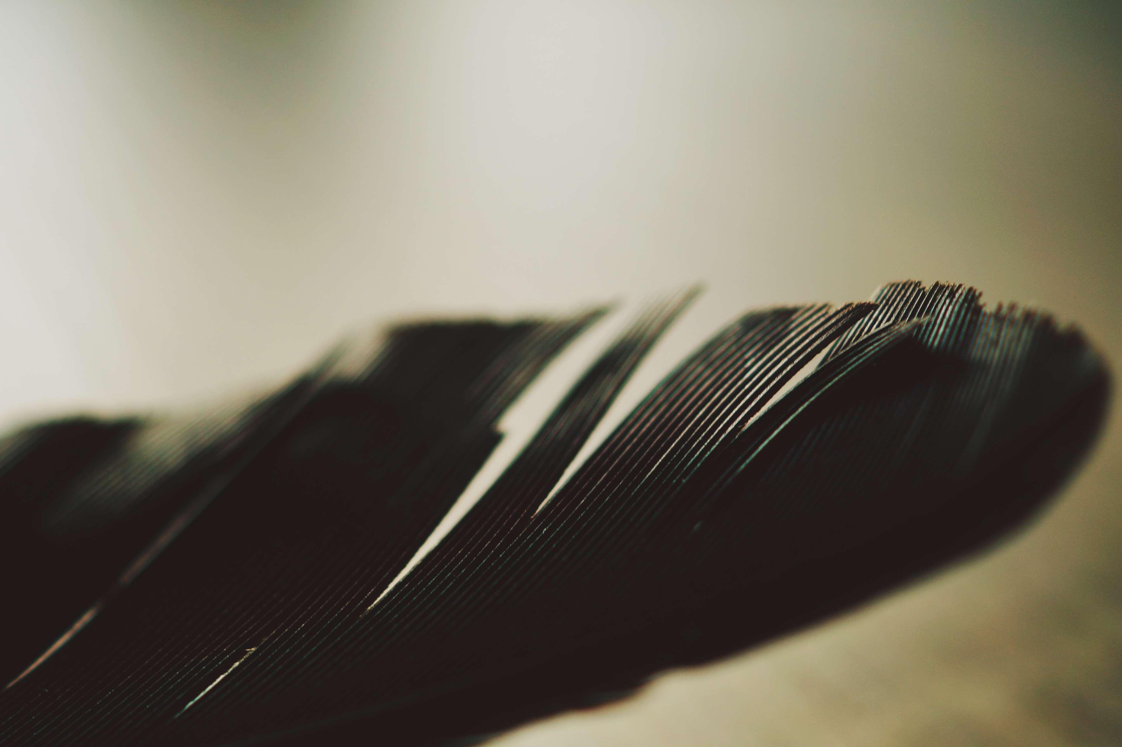 3840x2556 crow, feather, macro photography 4k wallpaper. Mocah HD Wallpaper