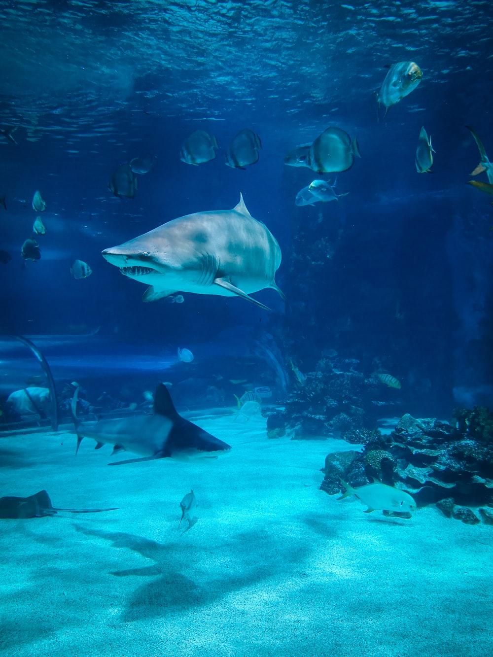 1000x1333 Shark Wallpaper: Free HD Download [HQ]