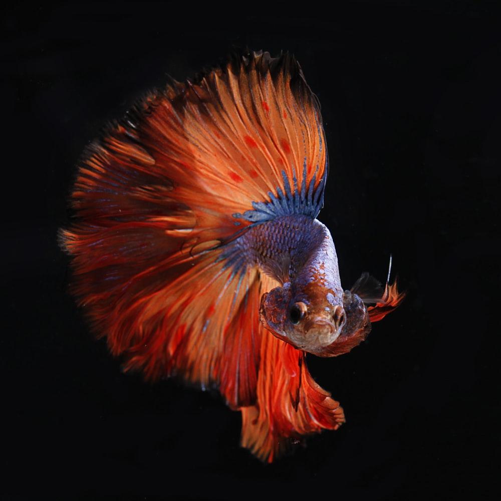 1000x1000 Betta Fish Picture. Download Free Image