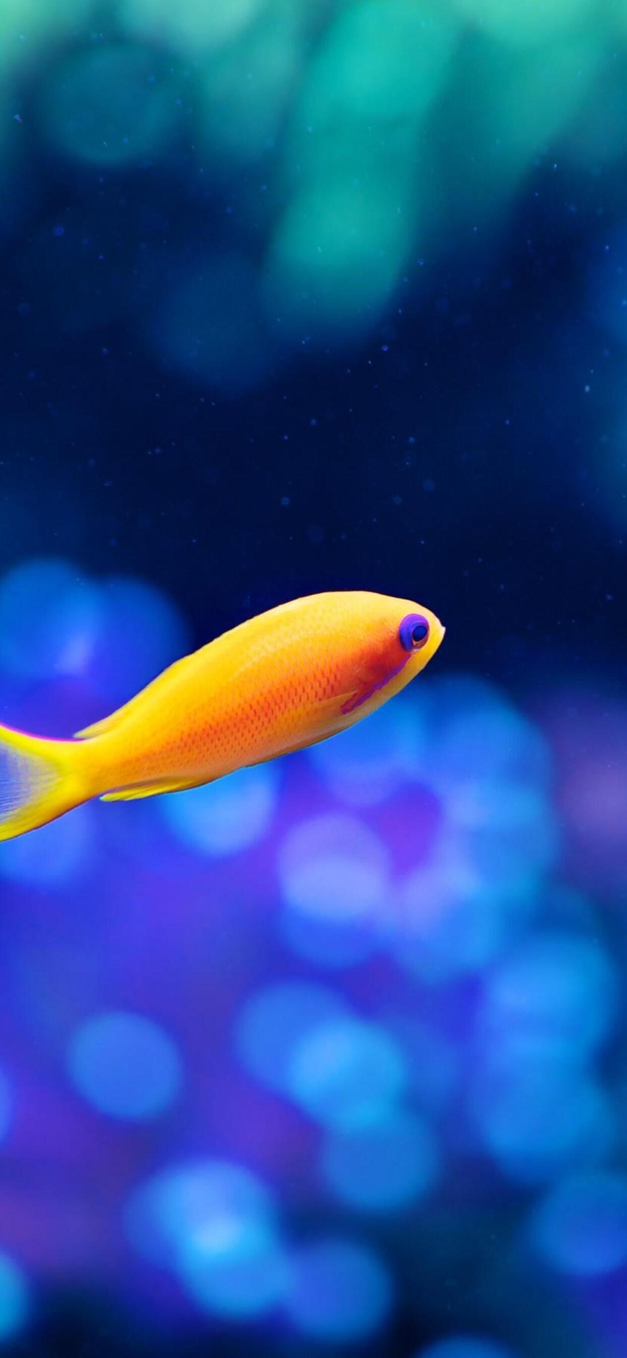 1242x2688 Download iPhone Xs Max Wallpaper Fish