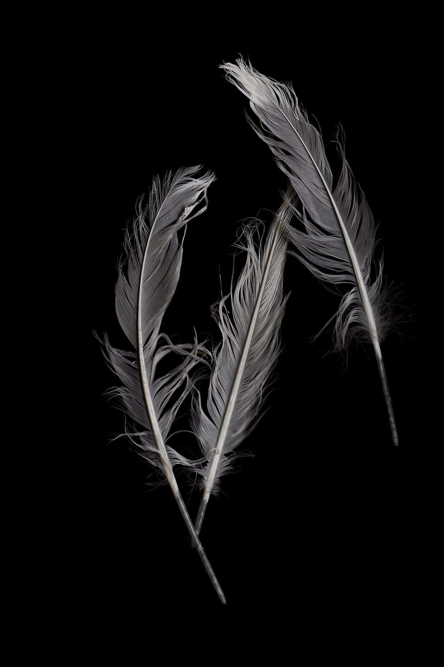 Crow Feather Wallpapers - Top Free Crow Feather Backgrounds