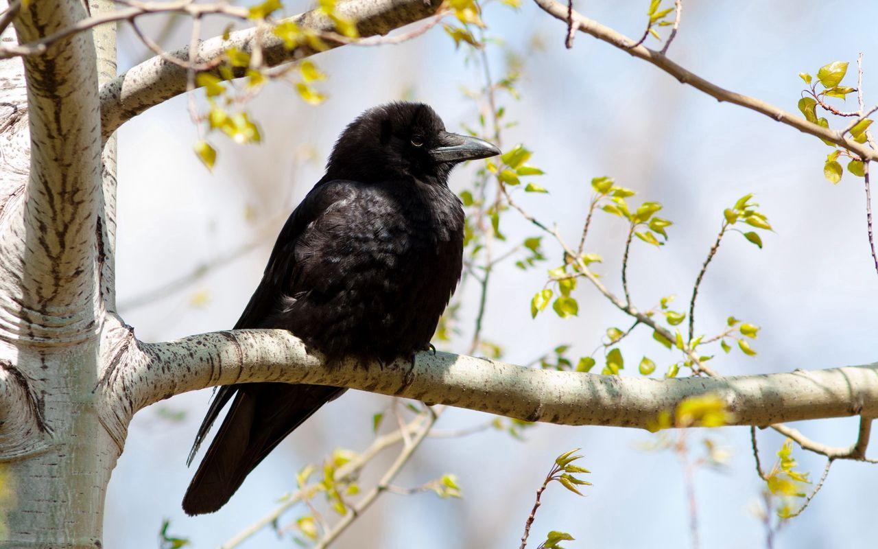 1280x800 Download wallpaper 1280x800 crow, branch, tree, bird widescreen 16:10 HD background