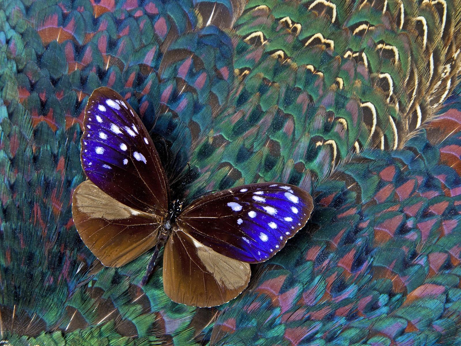 1600x1200 Download Wallpaper, Download 1080x960 blue butterfly crow feathers pheasant 1600x1200 wallpaper Animals HD Wallpaper, Hi Res Animals Wallpaper, High Definition Wallpaper