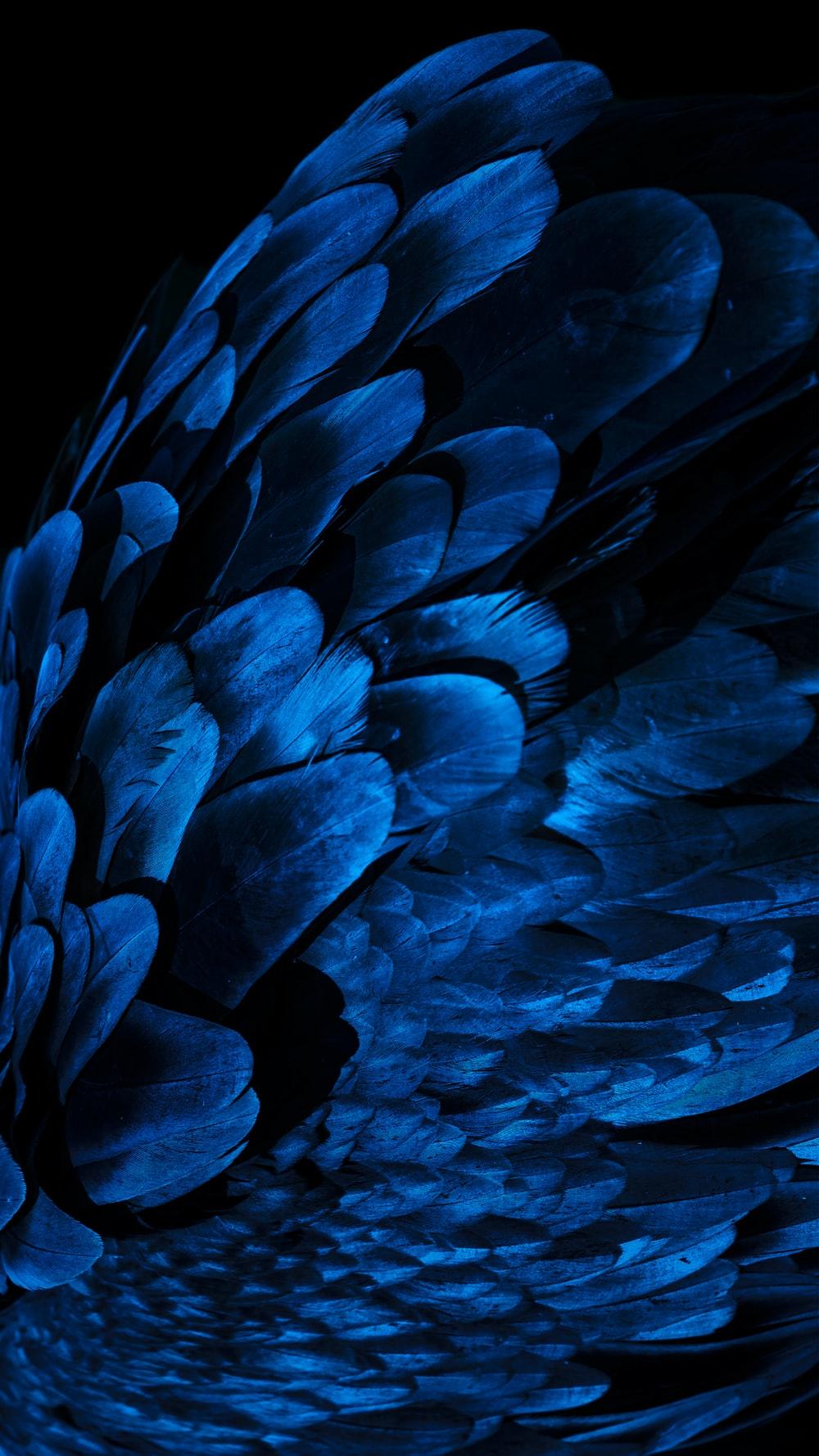 1000x1778 Blue Feather Picture. Download Free Image