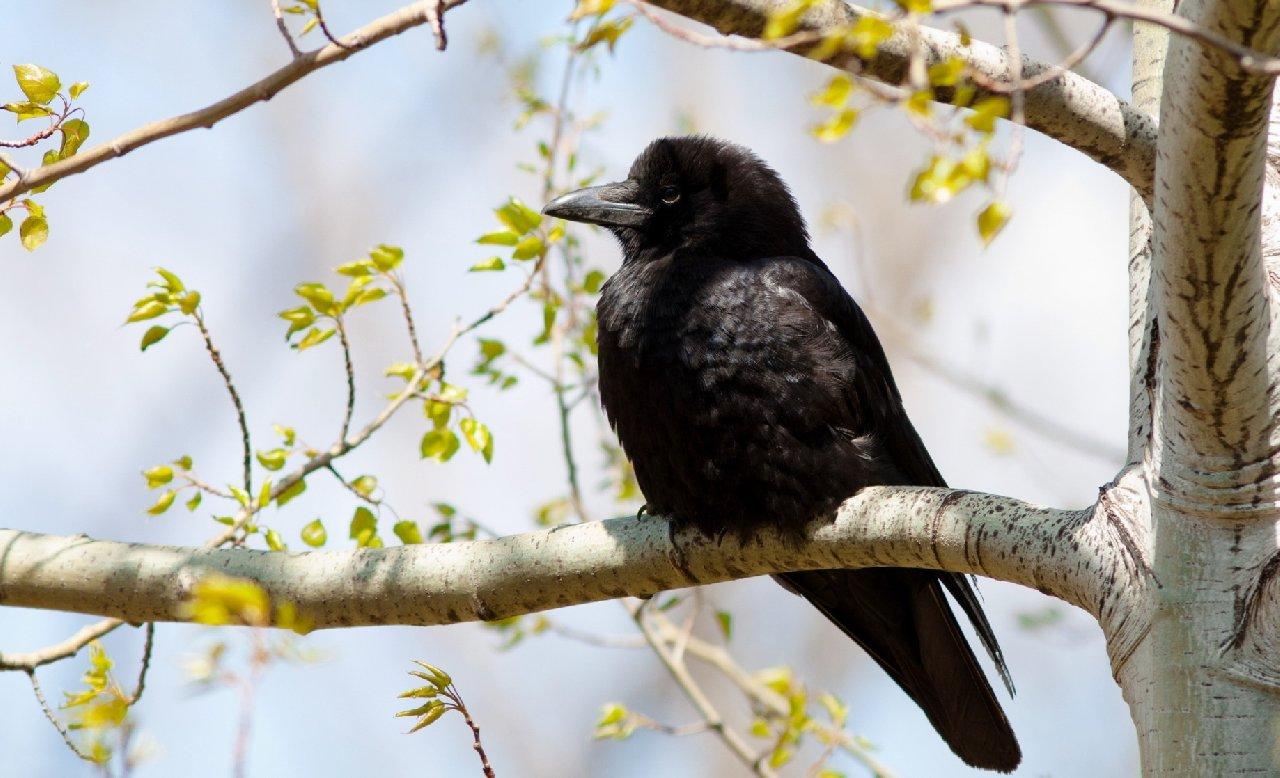 1280x778 Animals Birds Feathers Crow Raven Black Trees Leaves Desktop Background Wallpaper
