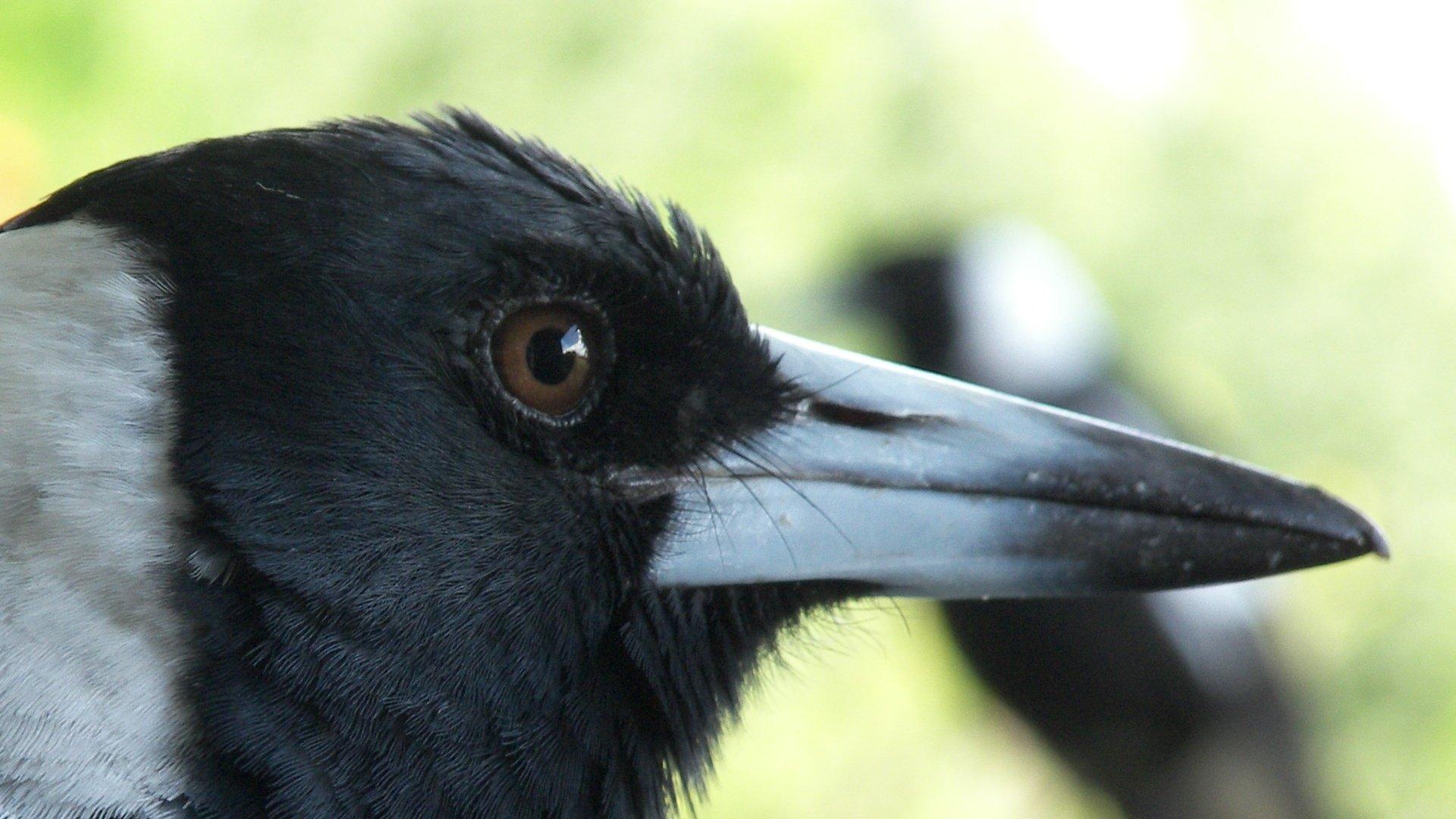 1920x1080 Crow HD Wallpaper