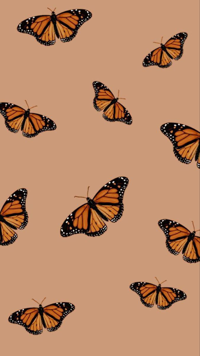 Orange Butterfly iPhone Wallpapers  Top Free Orange Butterfly iPhone  Backgrounds  WallpaperAccess
