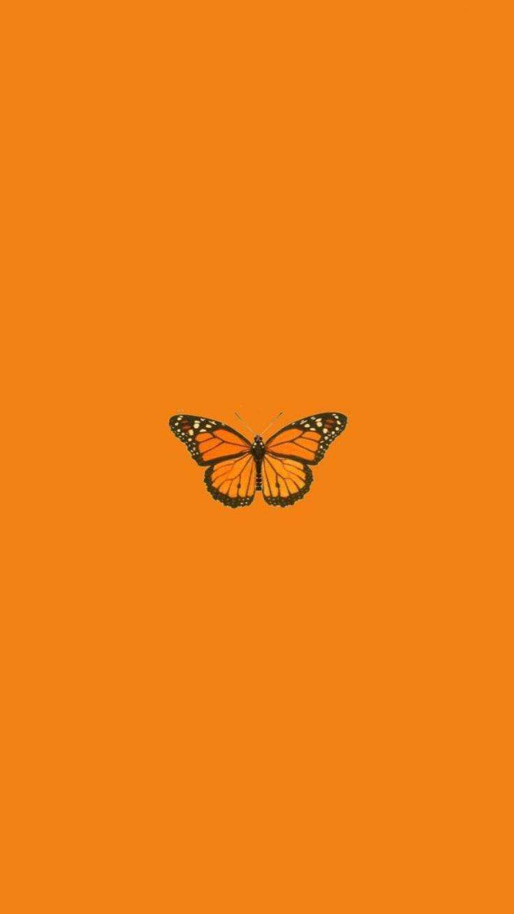 Orange Butterfly iPhone Wallpapers - Top Free Orange Butterfly iPhone ...