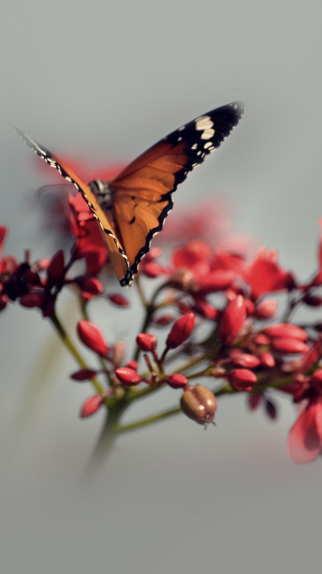 1080x1920 Orange Butterfly Pink Blooming Flowers Spring iPhone HD Wallpaper HD