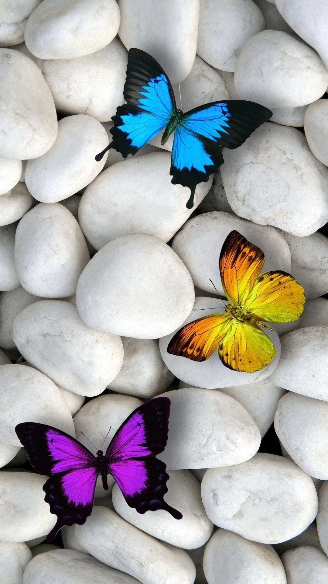 1080x1920 Butterfly Wallpaper (best Butterfly Wallpaper and image) on WallpaperChat