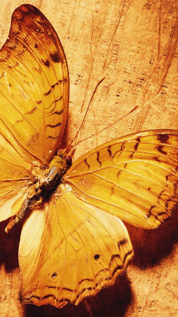 Orange Butterfly iPhone Wallpapers Top Free Orange Butterfly iPhone Backgrounds WallpaperAccess