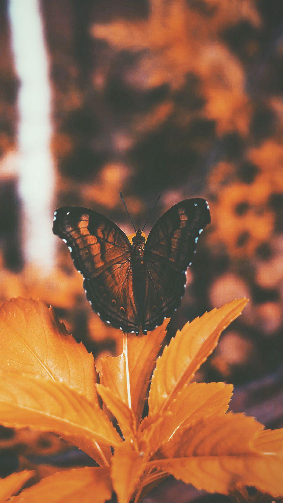 Orange Butterfly iPhone Wallpapers Top Free Orange Butterfly iPhone Backgrounds WallpaperAccess