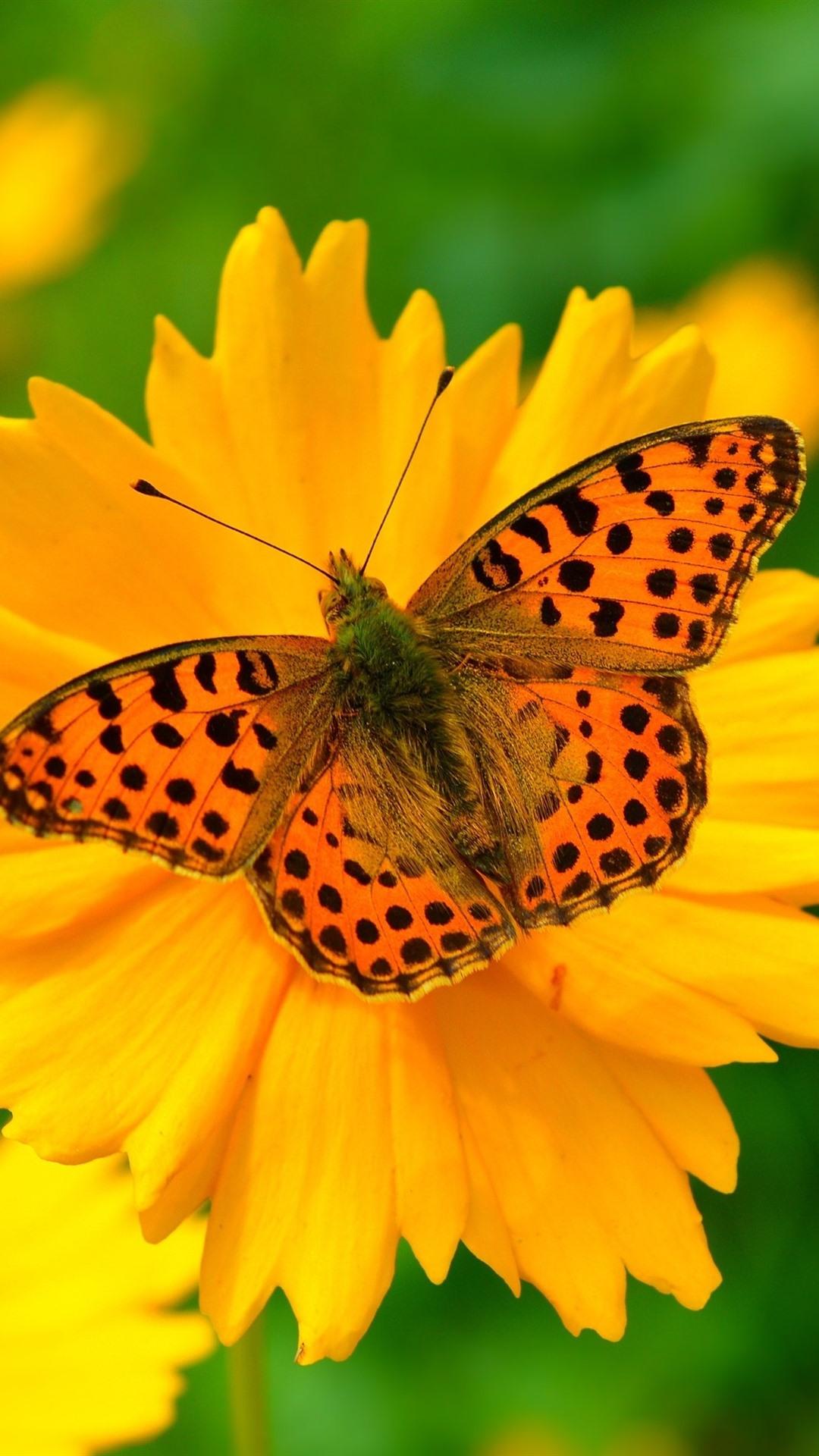 Orange Butterfly iPhone Wallpapers Top Free Orange Butterfly iPhone Backgrounds WallpaperAccess