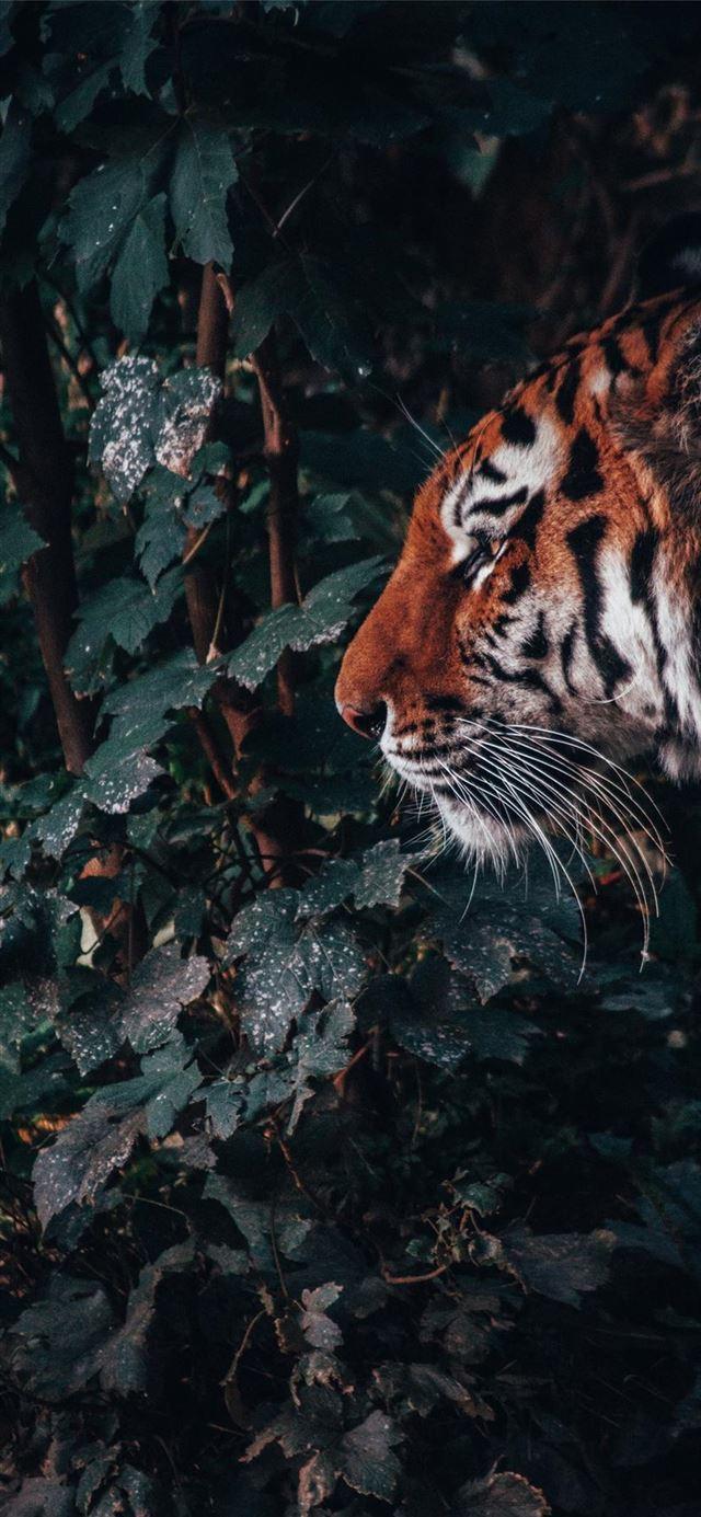 640x1385 Best Portrait iPhone 11 HD Wallpaper