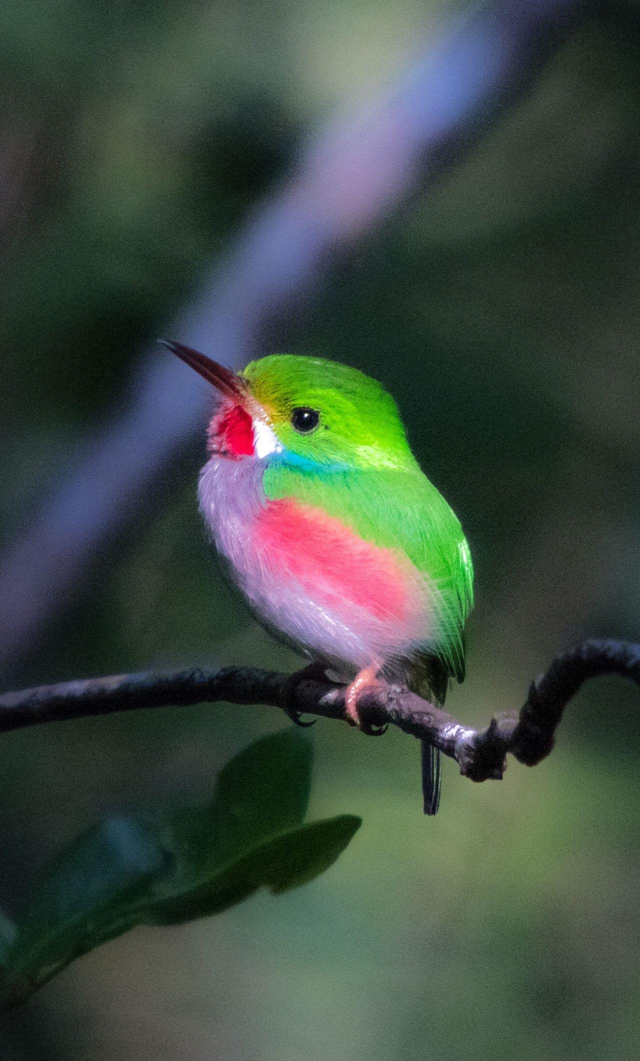 1280x2120 Cute Bird Wallpaper, HD Cute Bird Background