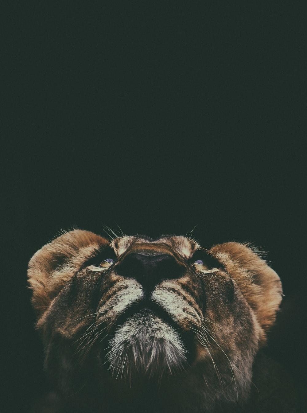 1000x1345 Lion Wallpaper: Free HD Download [HQ]