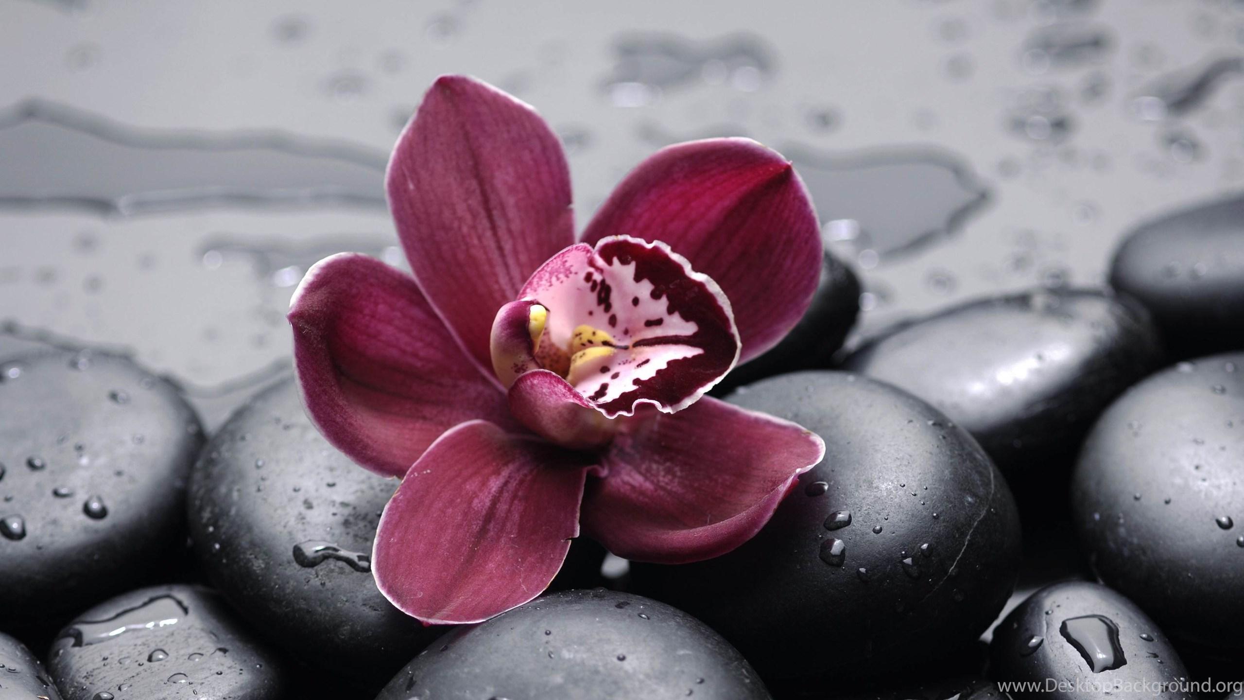 2560x1440 Beautiful Burgundy Orchid HD Desktop Wallpaper Desktop Background