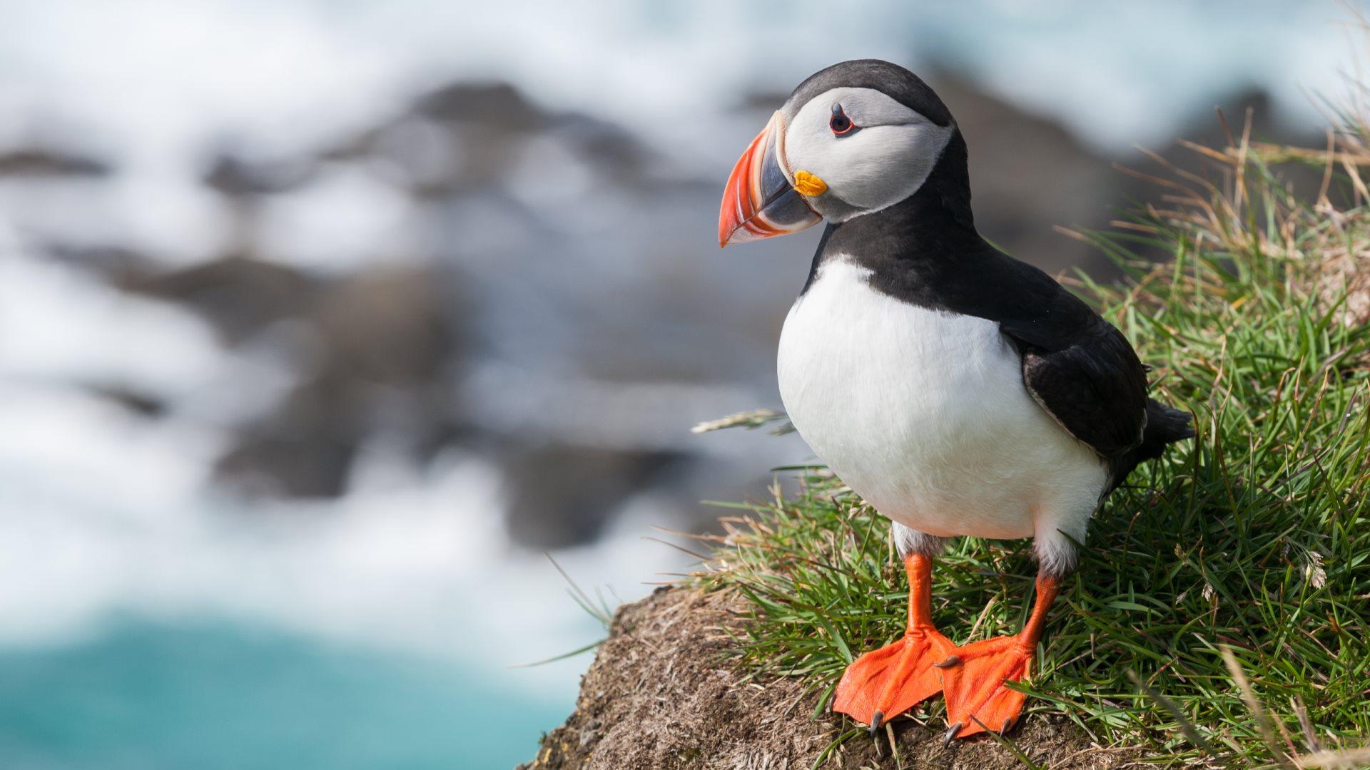 1920x1080 Puffin Bird Wallpaper HD 50118 1920x1080px