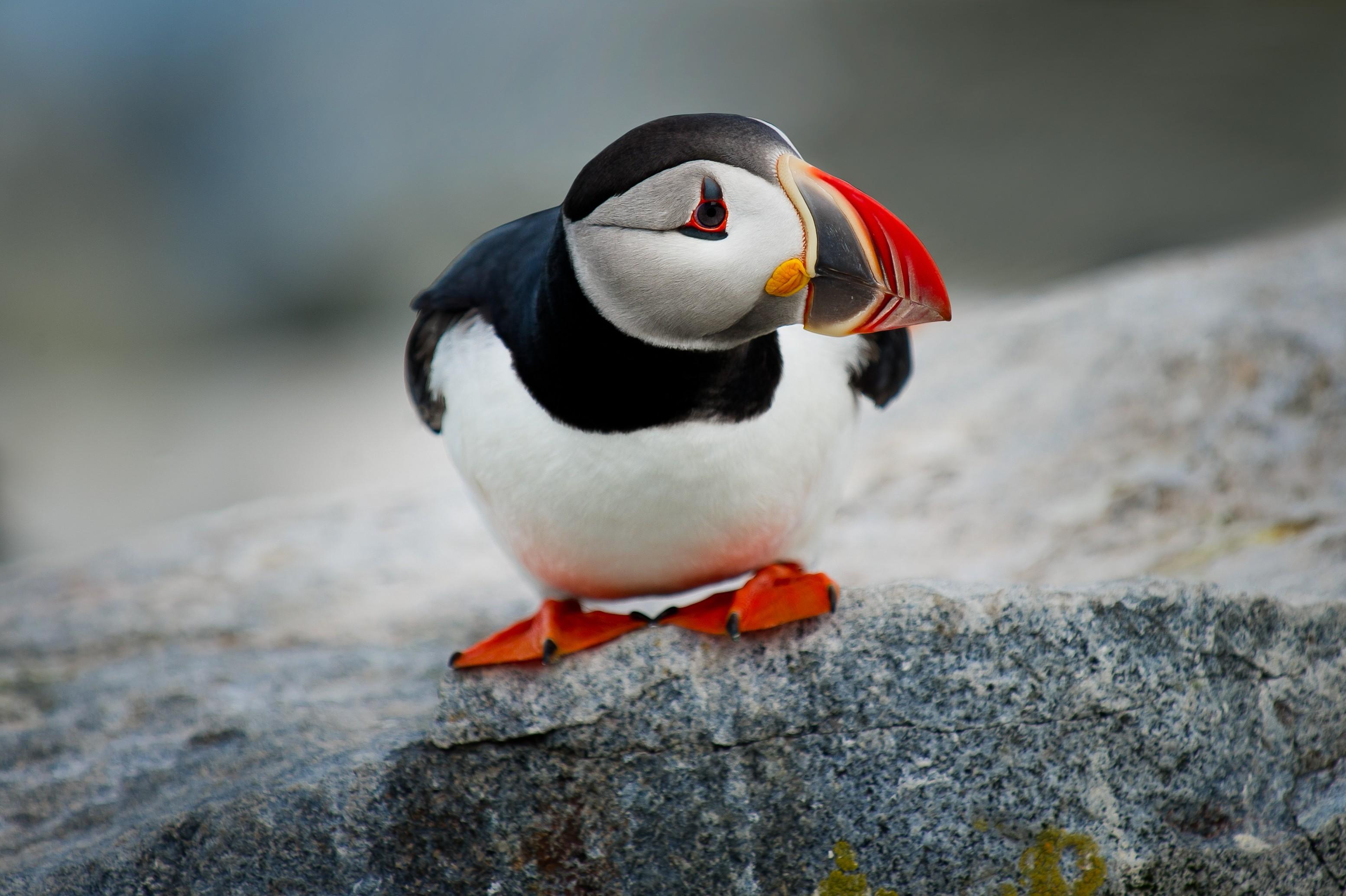 3107x2068 Cute Puffin Bird 1600x900 Resolution HD 4k Wallpaper, Image, Background, Photo and Picture
