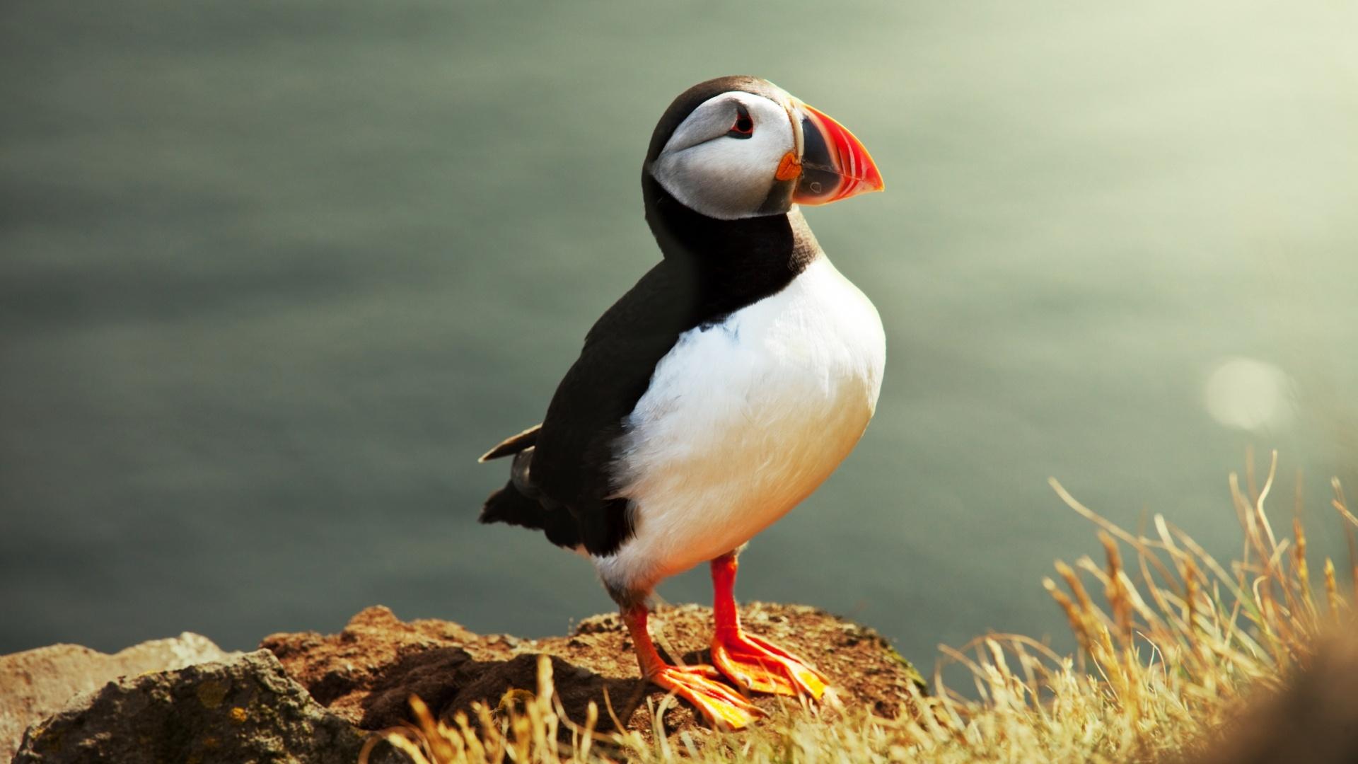 1920x1080 Puffin Wallpaper