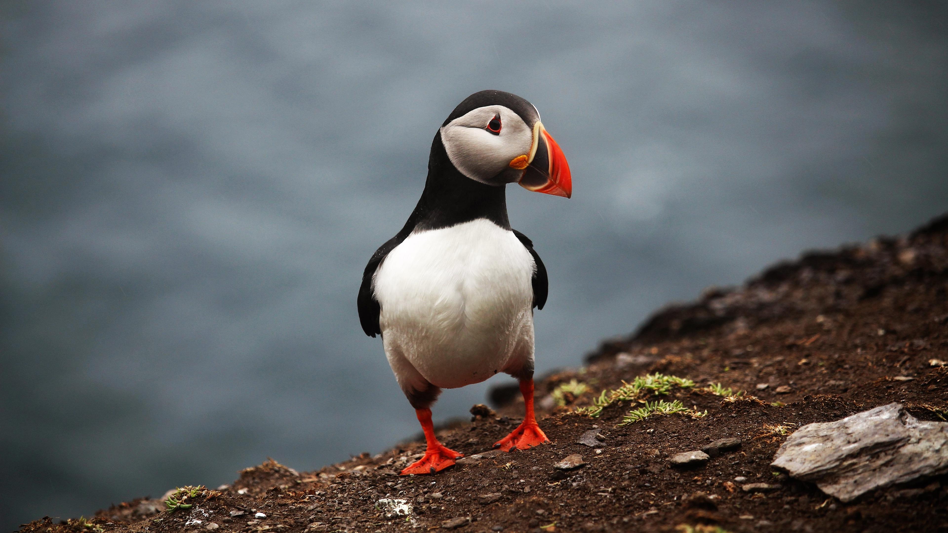 Puffin Wallpapers - Top Free Puffin Backgrounds - WallpaperAccess