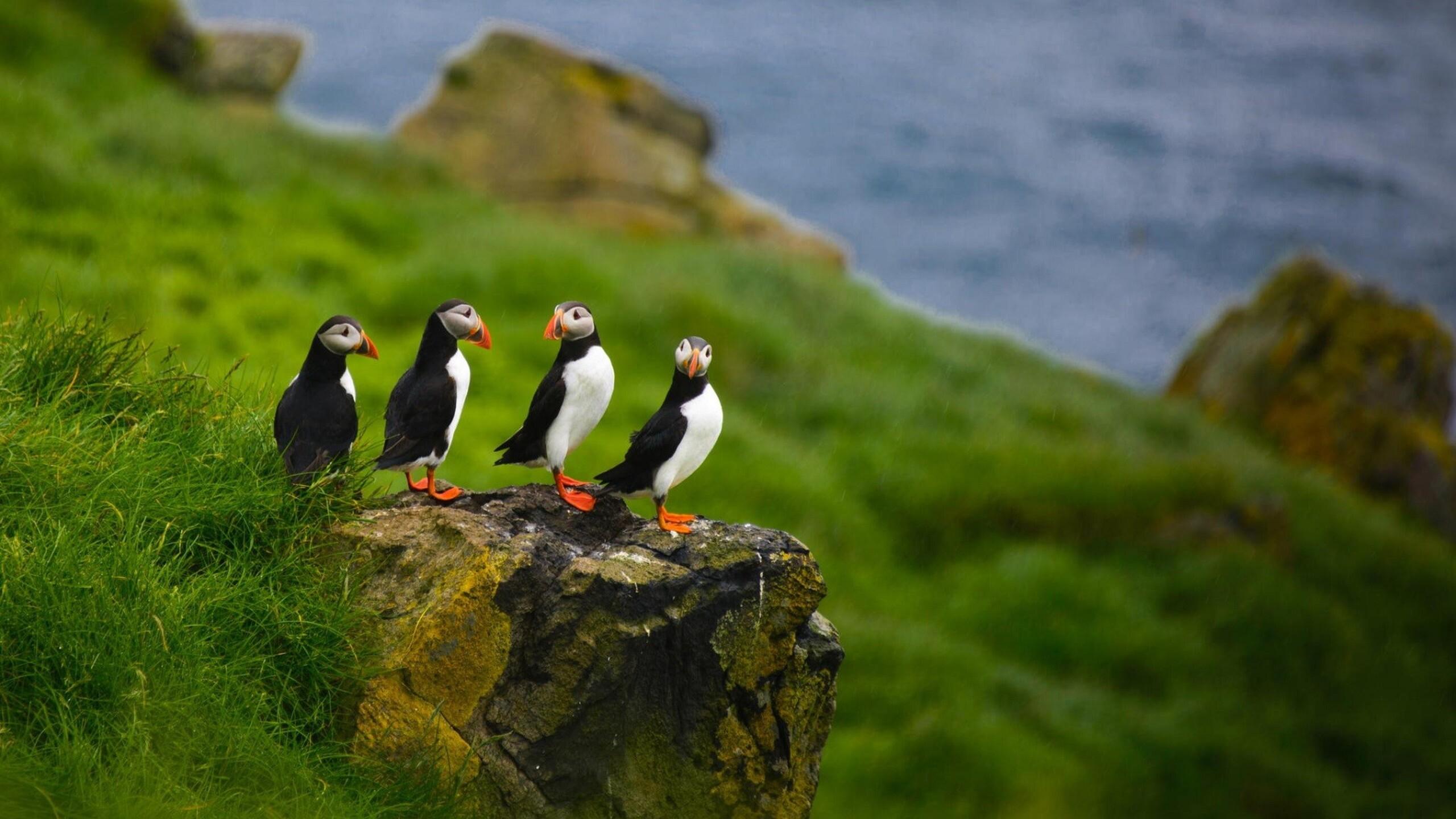 2560x1440 Puffins 1440P Resolution HD 4k Wallpaper, Image, Background, Photo and Picture