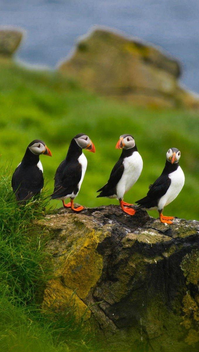 680x1200 Group of puffins Wallpaper Full HD