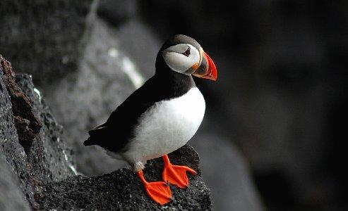 Puffin Wallpapers - Top Free Puffin Backgrounds - WallpaperAccess