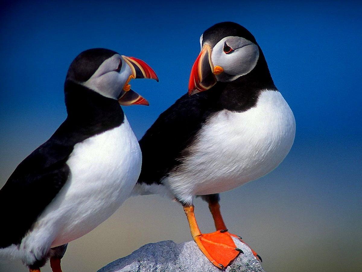 1200x900 Wallpaper Bird, Puffin, Atlantic Puffin. Free TOP background