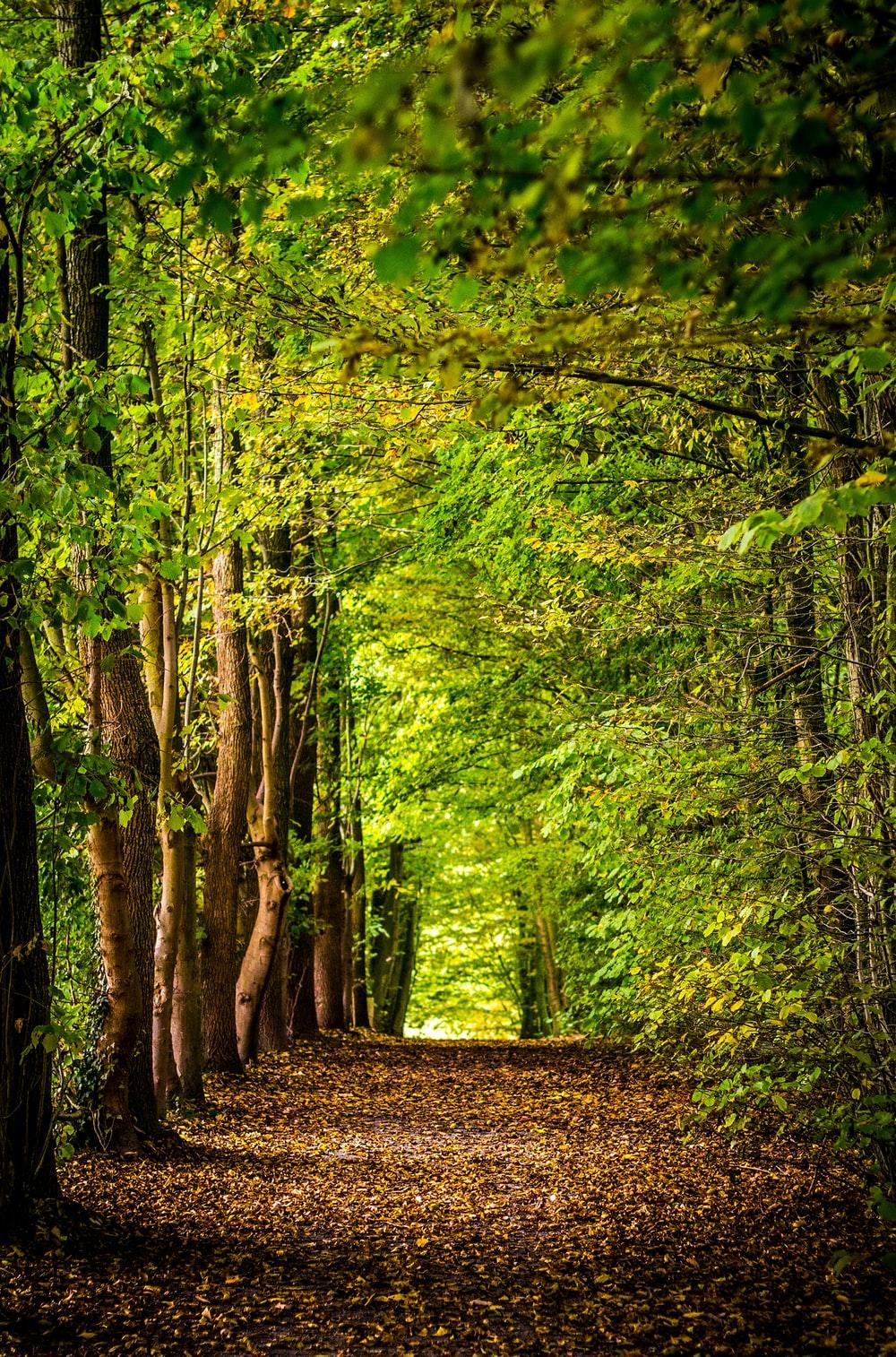 1000x1514 Nature Magic Picture. Download Free Image