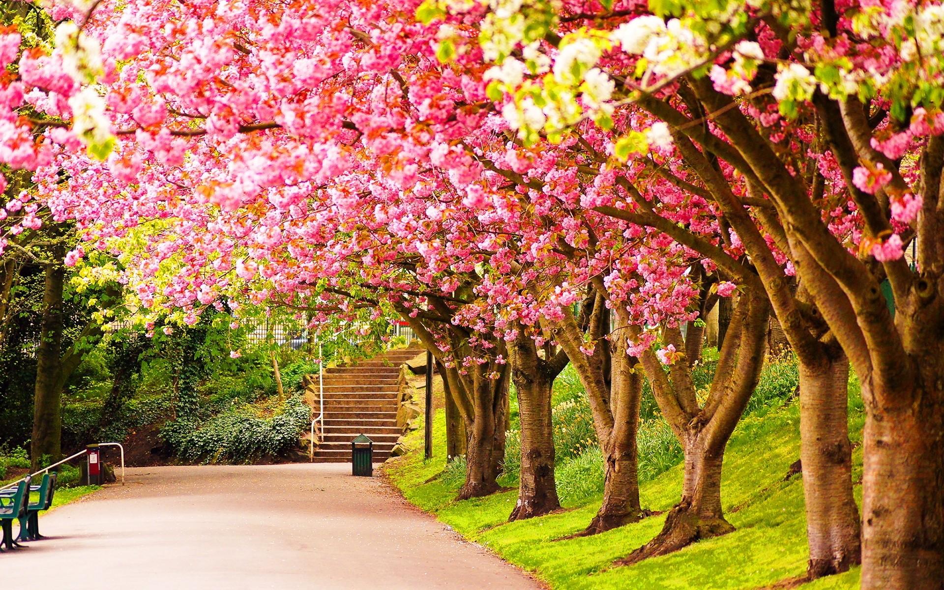 1920x1200 20++ Spring Anime Desktop Background Top Wallpaper