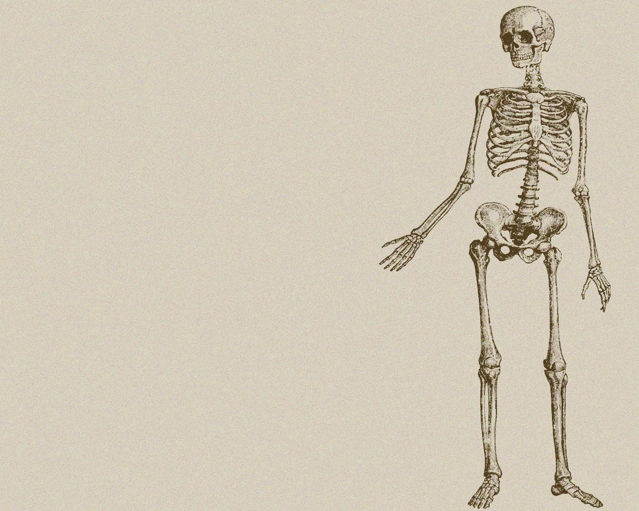 1280x1024 Skeleton wallpaper 1280x1024 desktop background
