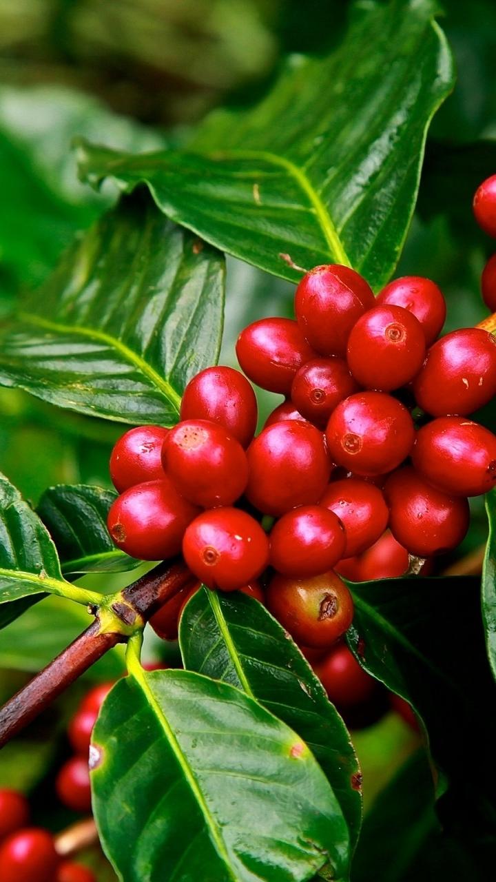 720x1280 Coffee Plant Phone Wallpaper