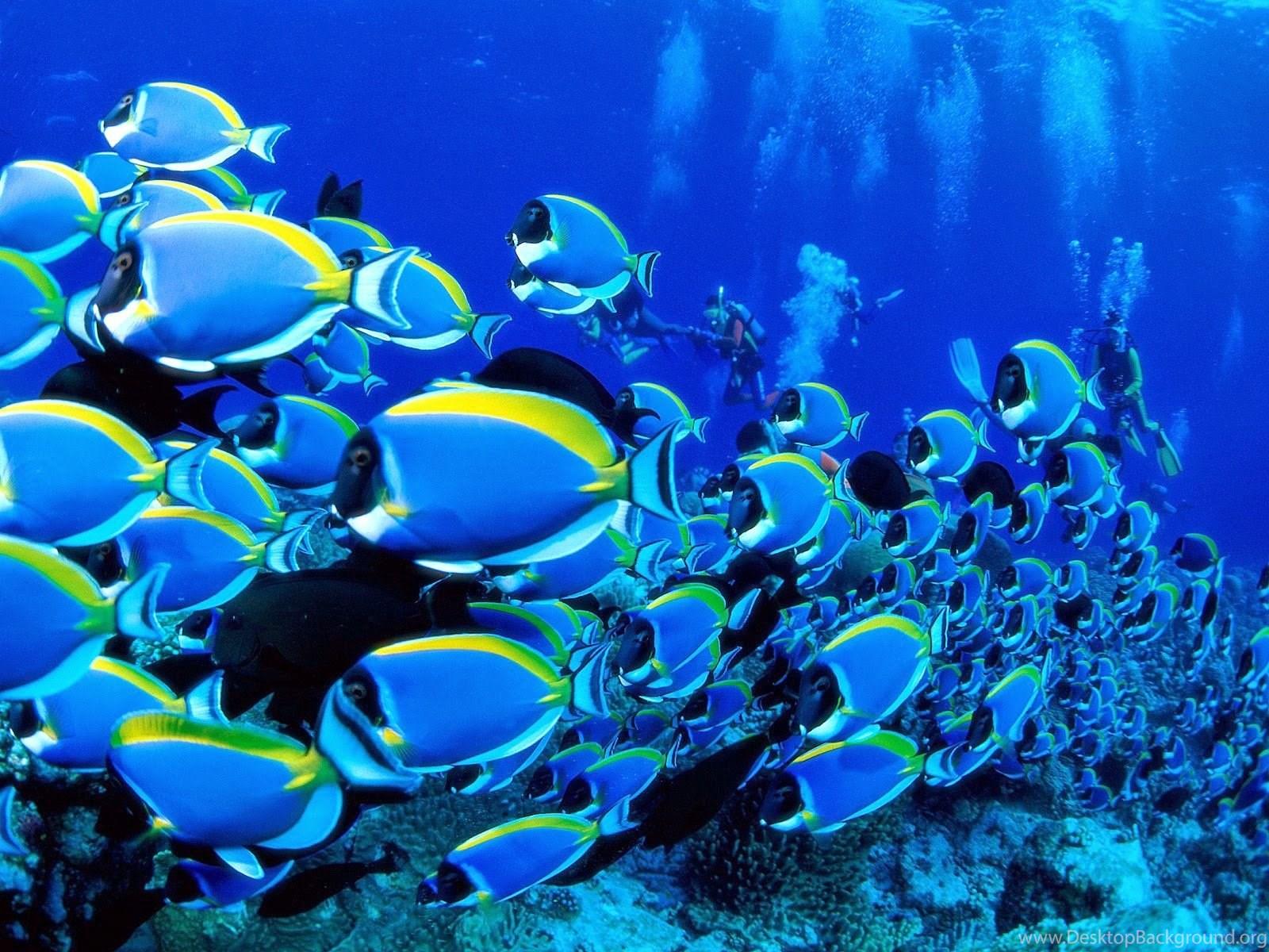1600x1200 Fish In Deep Blue Sea Wallpaper Desktop Background