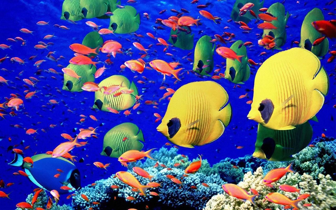 1280x800 sea fish deep blue sea underwater 1280x800 wallpaper