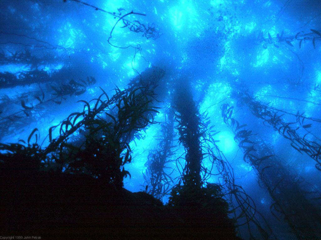 1024x768 My Free Wallpaper Wallpaper : Deep Blue Sea