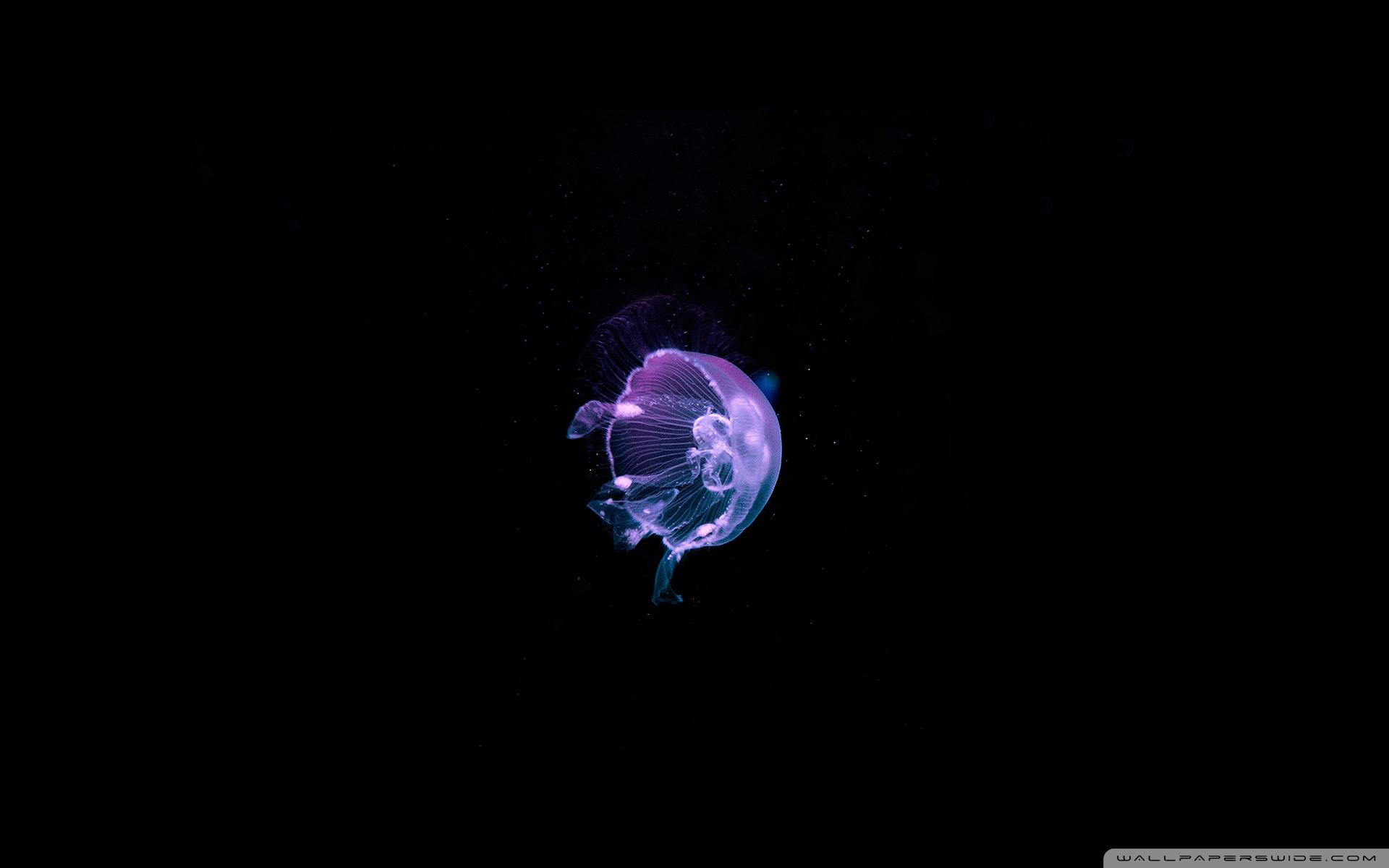 1920x1200 Jellyfish Blue Sea Ultra HD Desktop Background Wallpaper for 4K UHD TV : Tablet