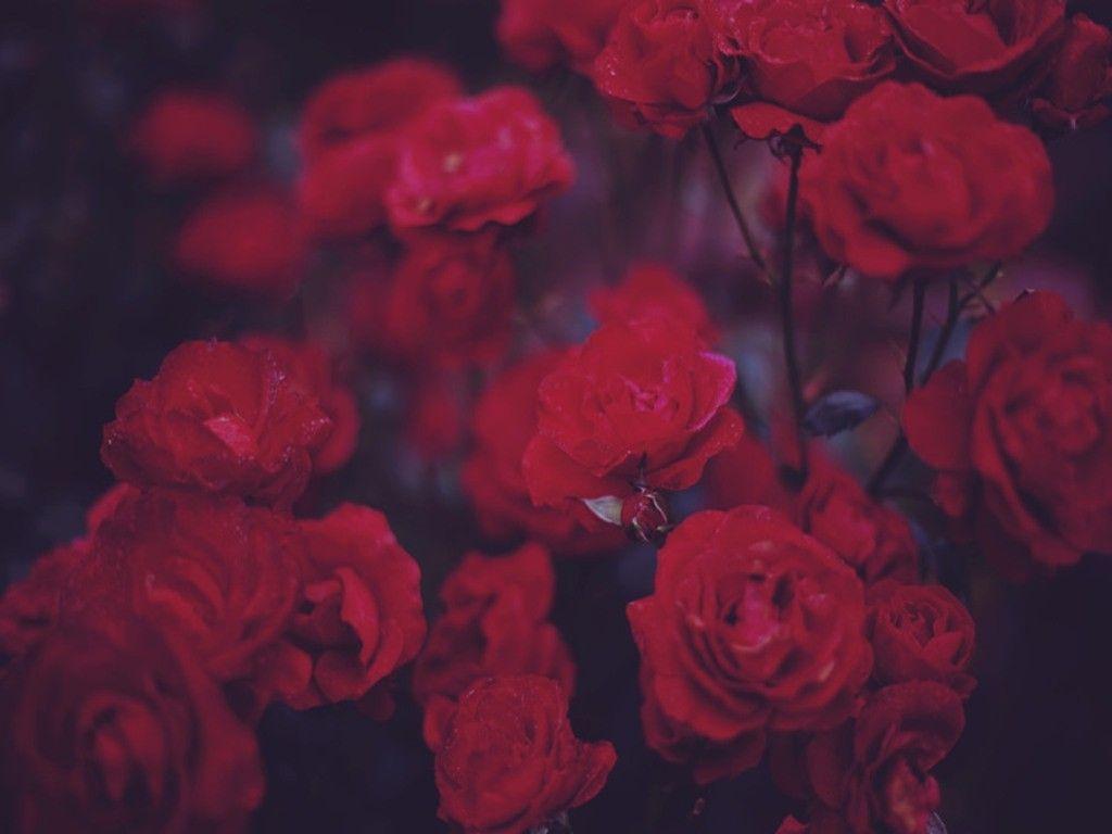1024x768 Hoa Roses Red Bouquet Hình nền máy tính đáng yêu Rừng.  ảnh