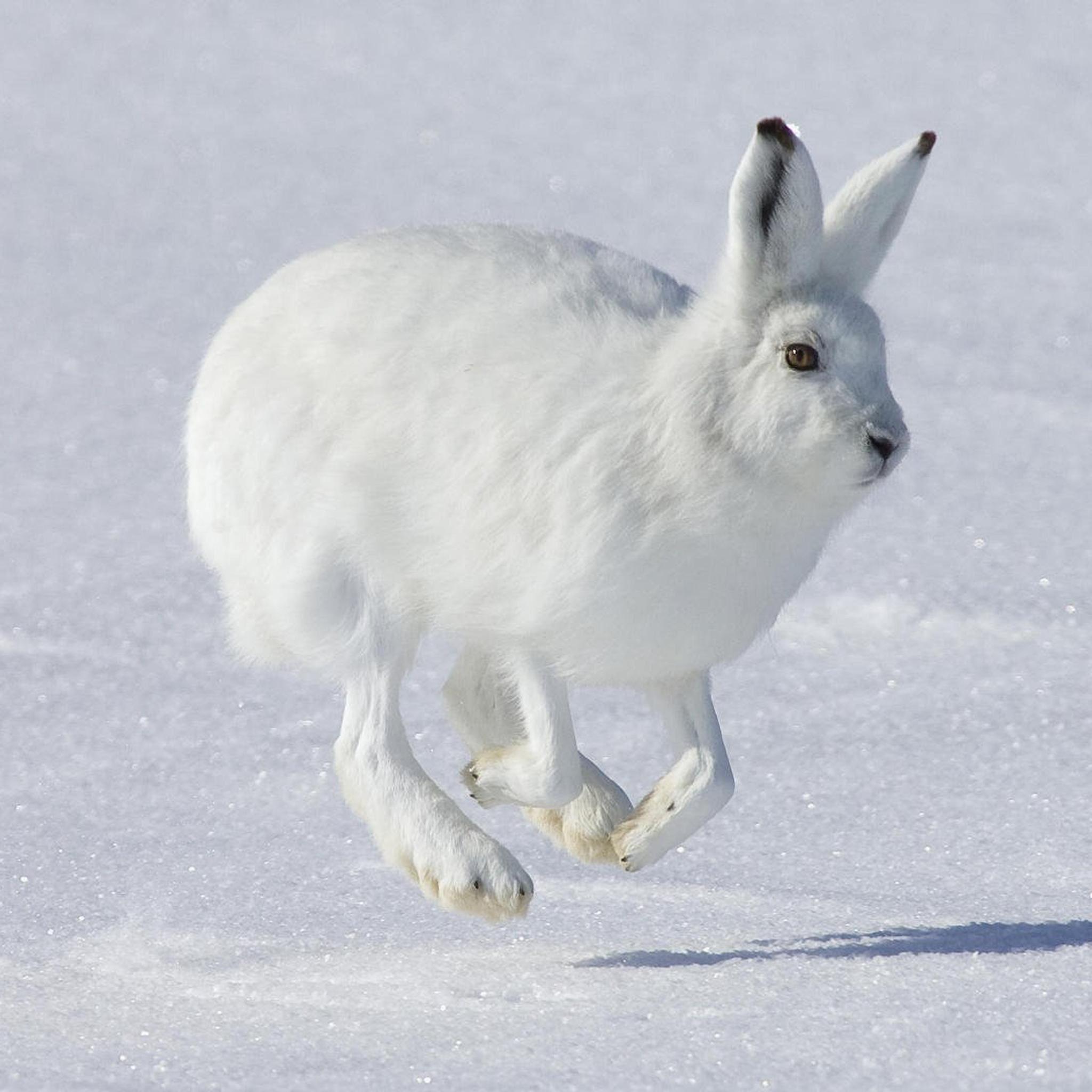 2048x2048 Jumping Wild Rabbit In Snow Field iPad Air Wallpaper Free Download