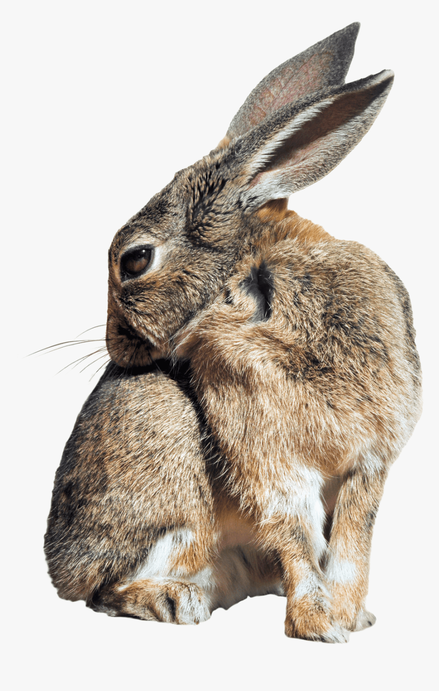 860x1352 Wild Rabbit Transparent Background, HD Png Download, Transparent Png Image
