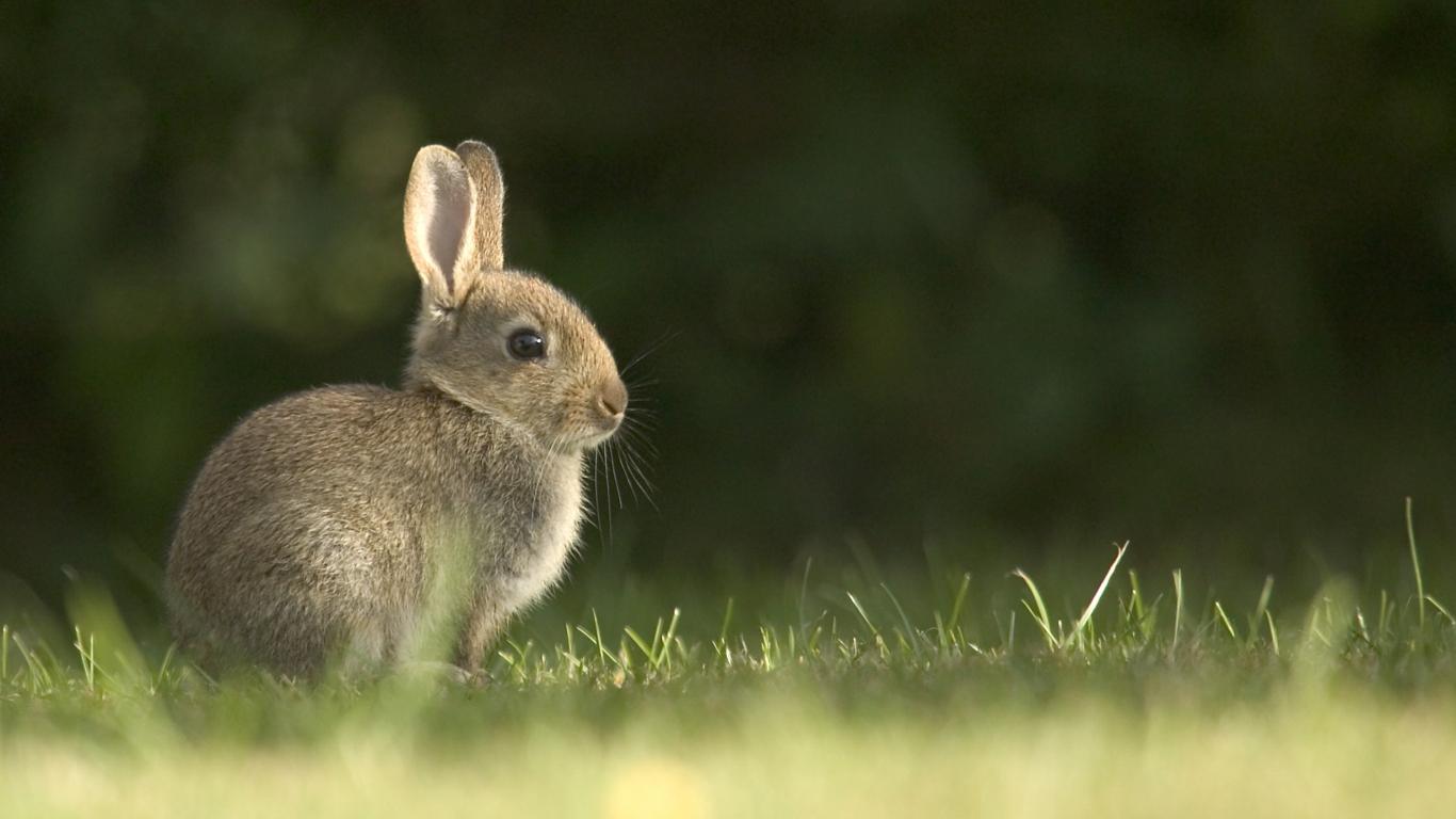 1366x768 Free download Rabbit Wallpaper Photography HD 10820 Wallpaper Cool Walldiskpaper [2560x1600] for your Desktop, Mobile & Tablet. Explore Wallpaper of Rabbits. Cute Bunnies Wallpaper, Bunny Rabbit Wallpaper, Rabbit Wallpaper for Walls