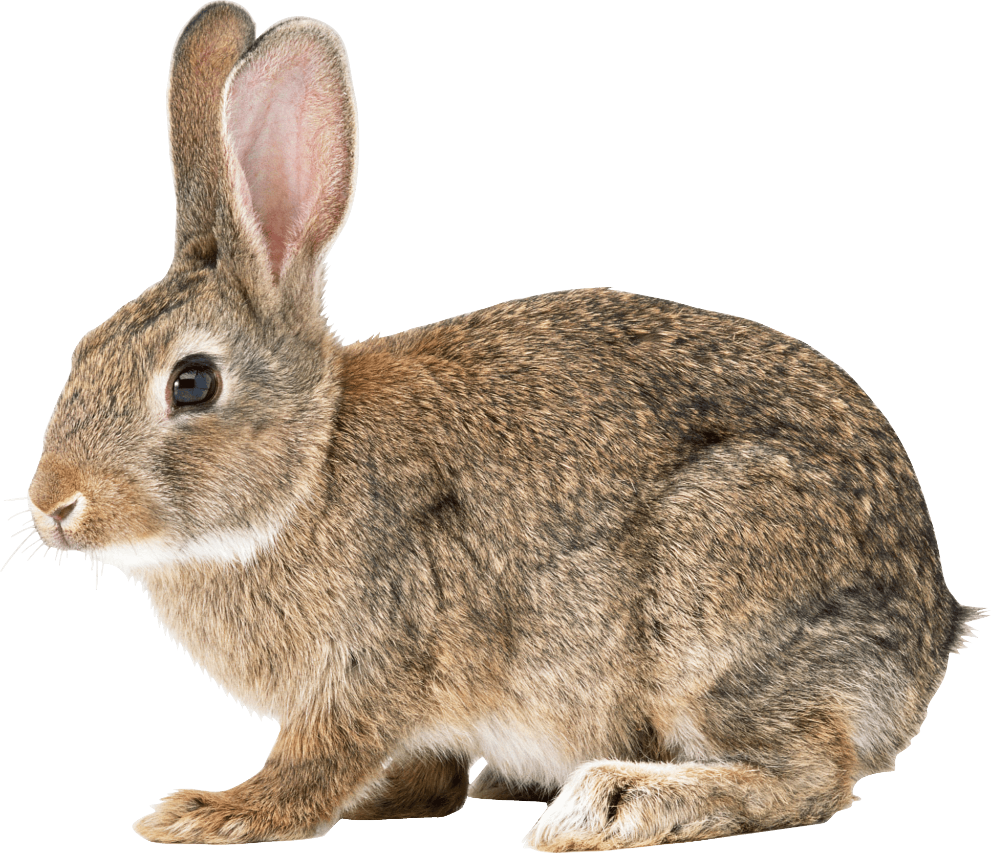 Wild Rabbit Wallpapers - Top Free Wild Rabbit Backgrounds - WallpaperAccess