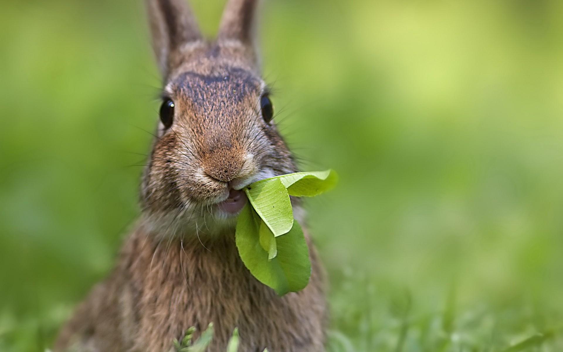 1920x1200 Cute Rabbit